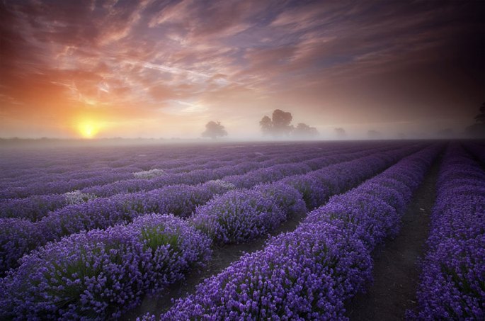 Lavender-fields